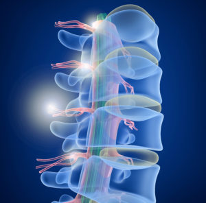 Spine